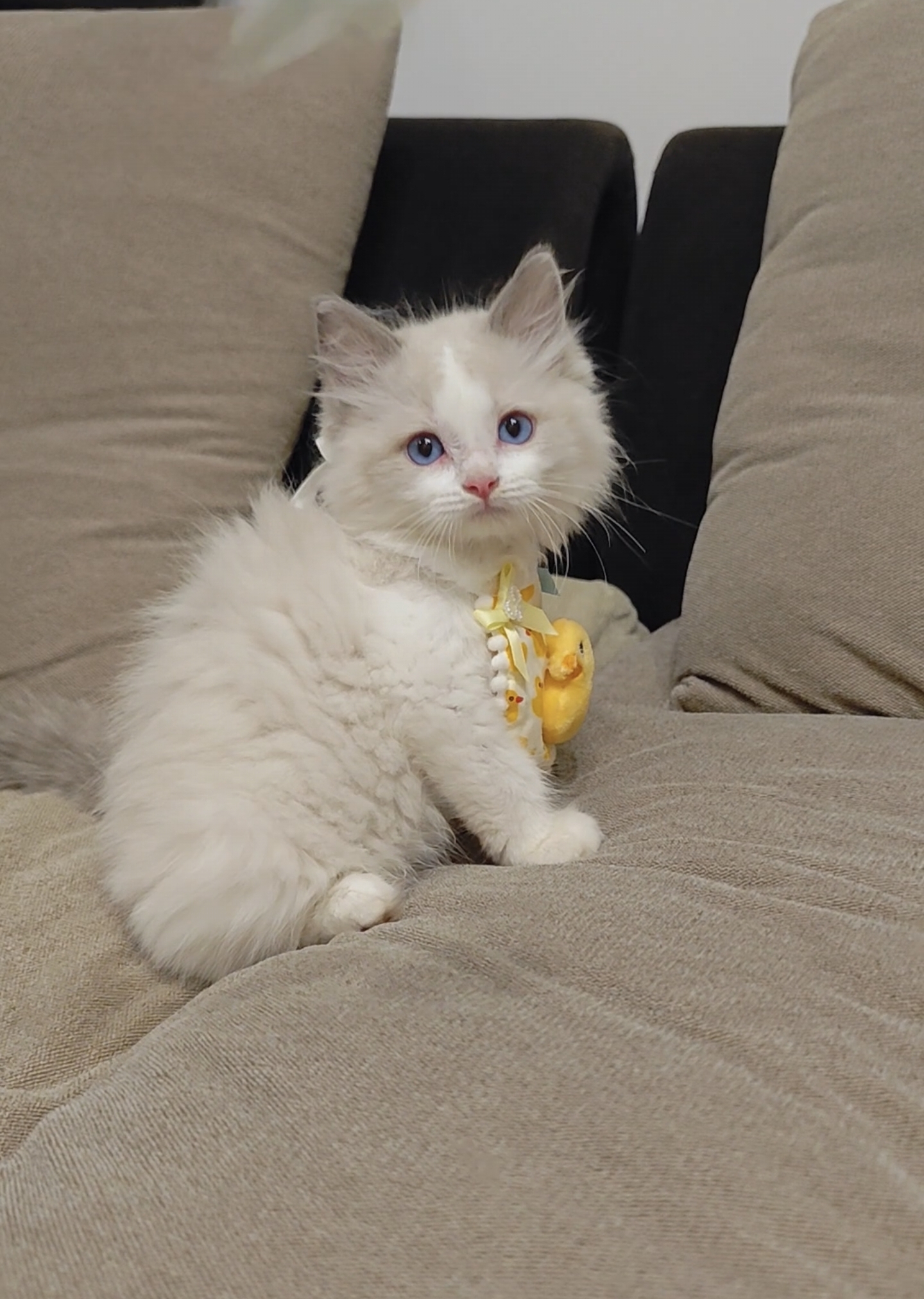 蓝双布偶猫弟弟